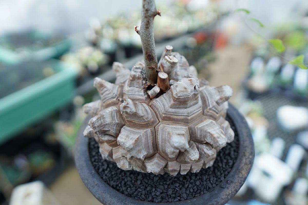 亀甲竜 Dioscorea Elephantipes | mana's farm:塊根植物・ア