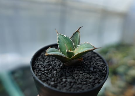 アガベ　チタノタ　FO-76　agave titanota  FO-76　No.2