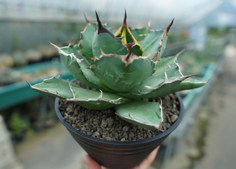 アガベ　チタノタ　FO-76　agave titanota  FO-76