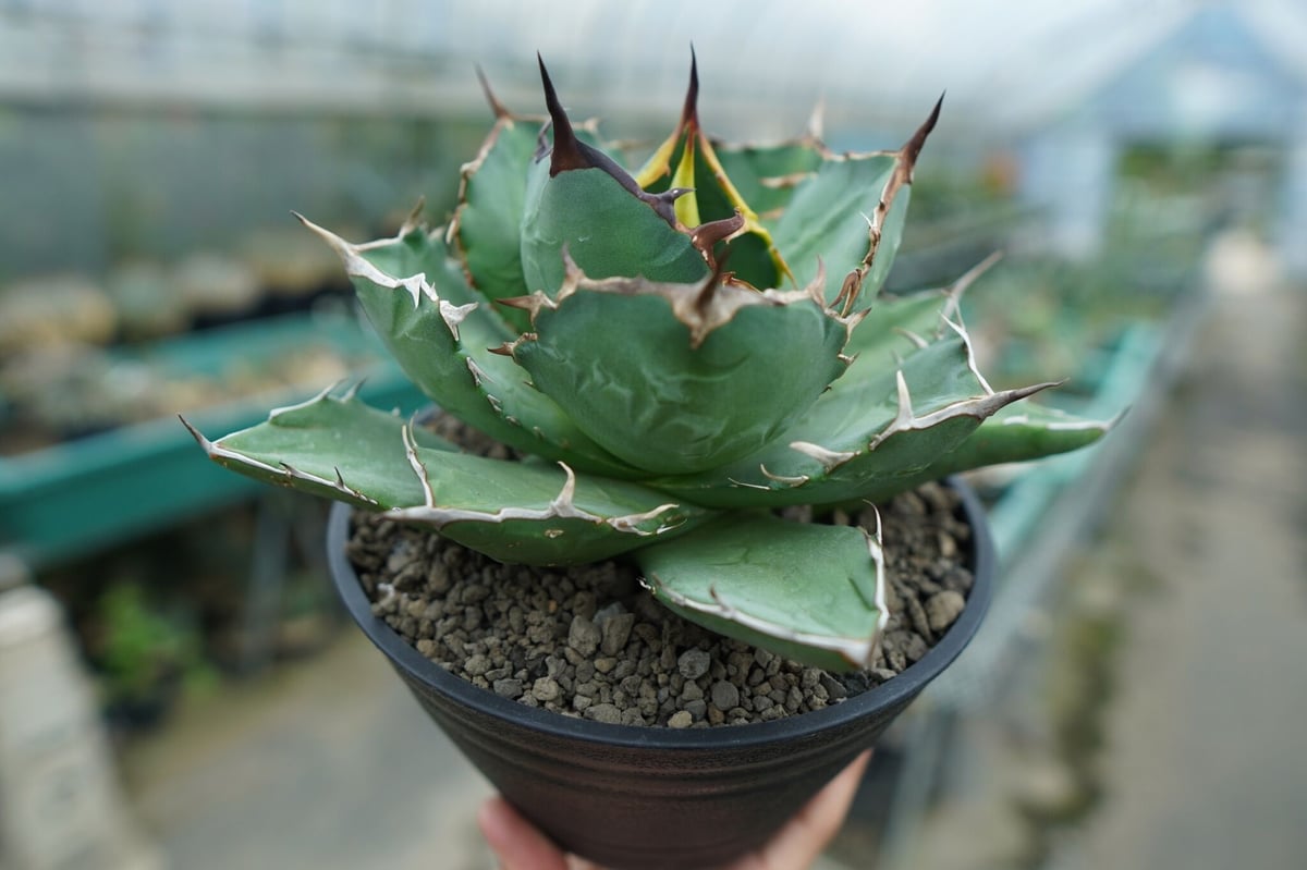 アガベ　ノーネームブツブツ　オテロイ アガベ ノーネーム オテロイ アガベ fo-76 古めかし ノーネーム