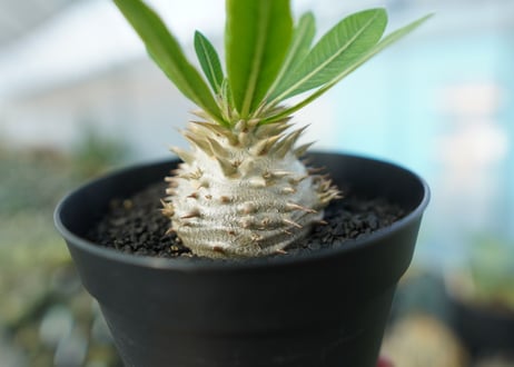 パキポディウム　恵比寿大黒　Pachypodium Densicaule　No.3