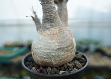 パキポディウム　グラキリス　 Pachypodium Gracilius  No.5
