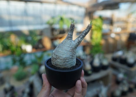 【未発根】パキポディウム　グラキリス　 Pachypodium Gracilius  No.24