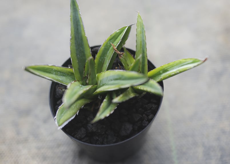 アガベ 輝山 | mana's farm:塊根植物・アガベ・ドライガーデン植物販売