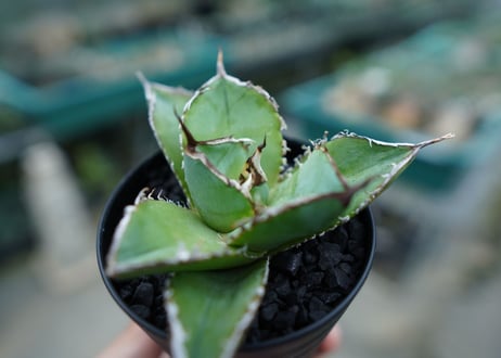 アガベ　チタノタ　白鯨　Agave titanota White whale　No.3