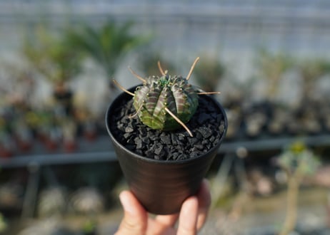 ユーフォルビア　スーパーバリダ　Euphorbia super valida  No.1
