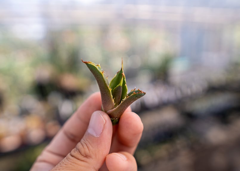 アガベ 白鯨 子株 | mana's farm:塊根植物・アガベ・ドライガーデン