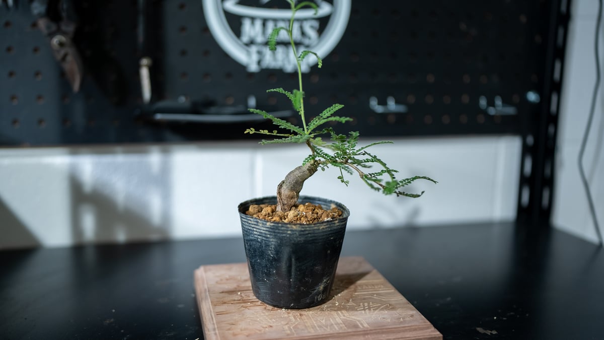 オペルクリカリア ヒファエノイデス パワータンク | mana's farm:塊根