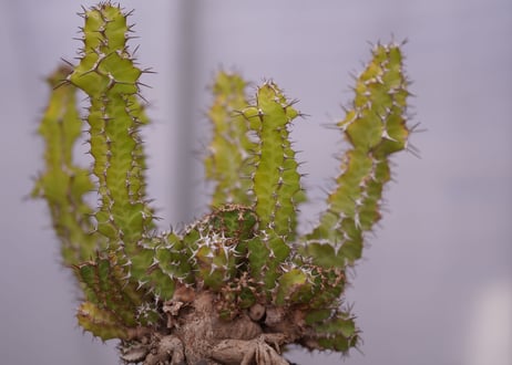 ユーフォルビア ノベリー　Euphorbia knobelii