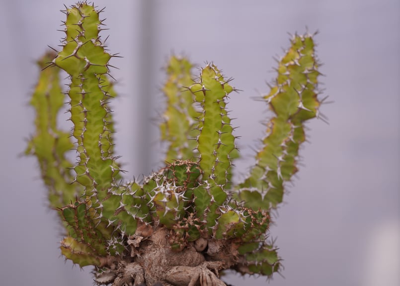 ユーフォルビア ノベリー Euphorbia knobelii | mana's farm:塊