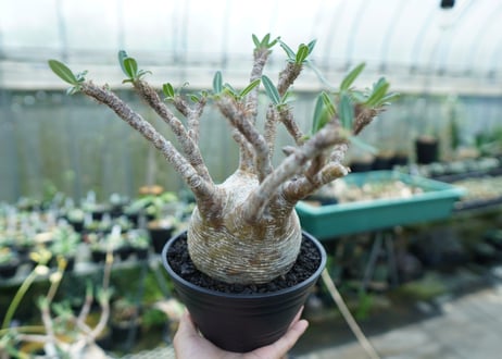 パキポディウム　グラキリス　 Pachypodium Gracilius  No.1
