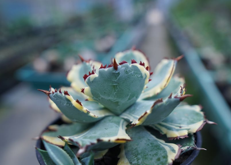 アガベ 兜蟹錦 連棘 Agave isthmensis “Kabutogani” varieg...