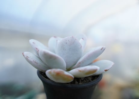 エケベリア　ラウイ　Echeveria laui　No.1
