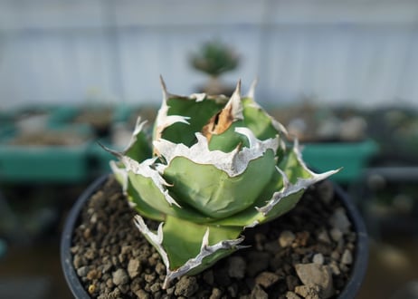 アガベ　チタノタ　螃蟹　Agave titanota Crab