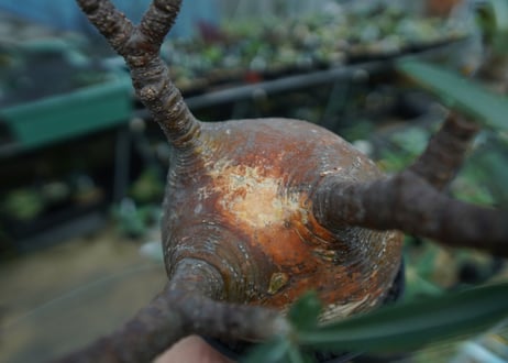 パキポディウム　グラキリス　 Pachypodium Gracilius  No.3