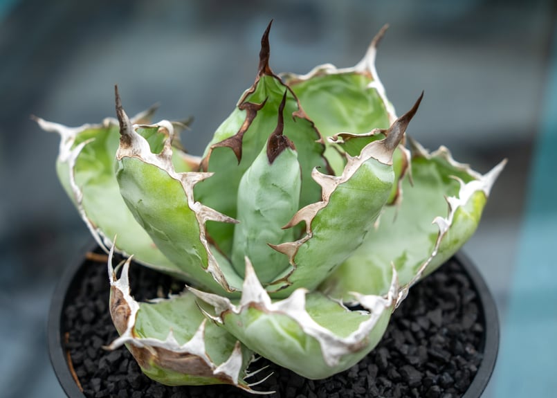 アガベ チタノタ ブラックアンドブルー | mana's farm:塊根植物