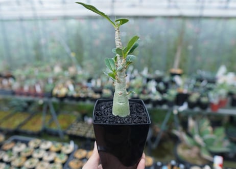 アデニウム　Adenium　No.3
