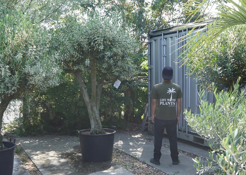 3 オリーブの木　ミッション 国産オリーブ ミッション No.3 | mana's farm:塊根植物・アガベ