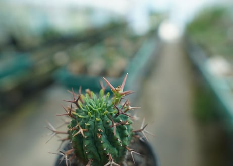 ユーフォルビア　群星冠　Euphorbia stellispina