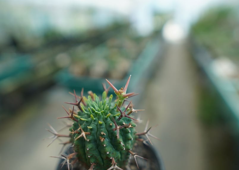 ユーフォルビア 群星冠 Euphorbia stellispina | mana's farm