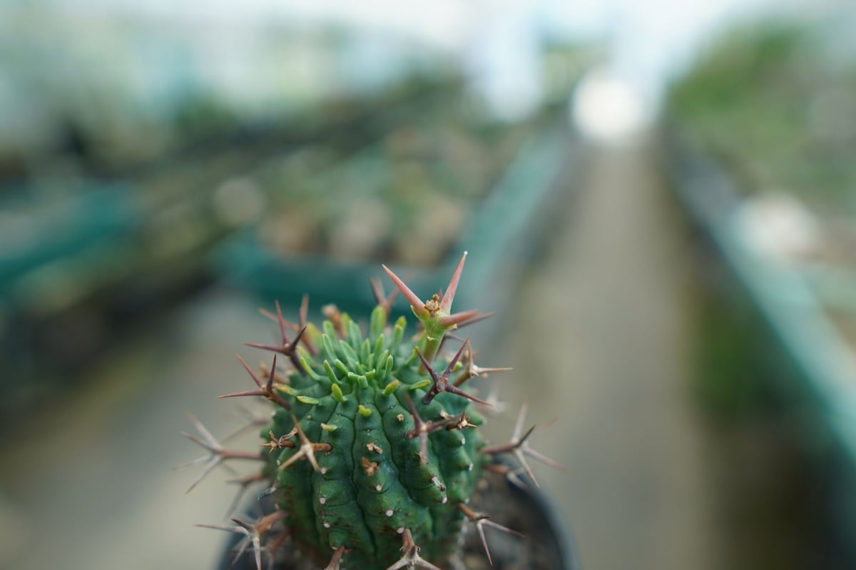 ユーフォルビア 群星冠 Euphorbia stellispina | mana's farm