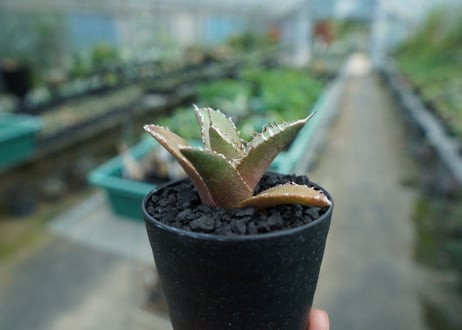 アガベ　チタノタ　FO-76　agave titanota  FO-76　No.10