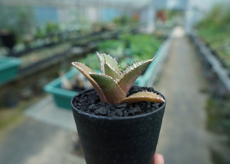 アガベ チタノタ FO-76 agave titanota FO-76 No.10 | ma