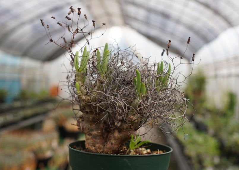 チレコドン 万物想 | mana's farm:塊根植物・アガベ・ドライガーデン