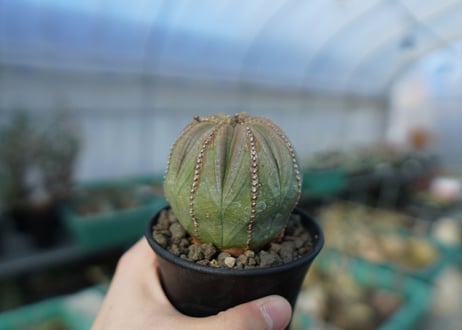 ユーフォルビア　オベサ　Euphorbia obesa  E4