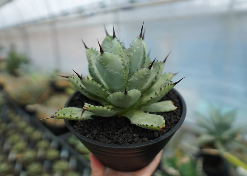 Agave potatorum✖️macroacantha【hybrid】230 アガベ マクロアカンサ×ポタトラム Agave macroacantha×potatorum
