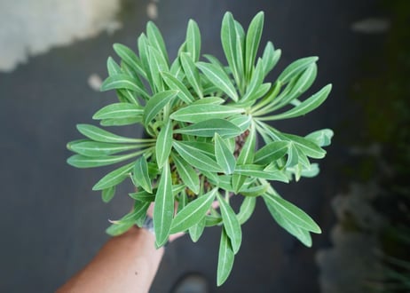 ユーフォルビア　鉄甲丸　Euphorbia  bupleurifolia