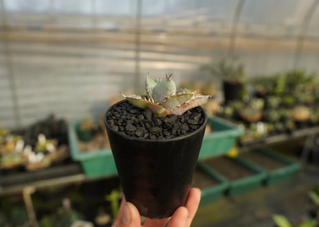 アガベ　チタノタ　ホワイトアイス 　agave titanota whiteice No.1
