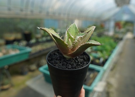 アガベ　チタノタ　FO-76　Agave titanota  FO-76　No.1