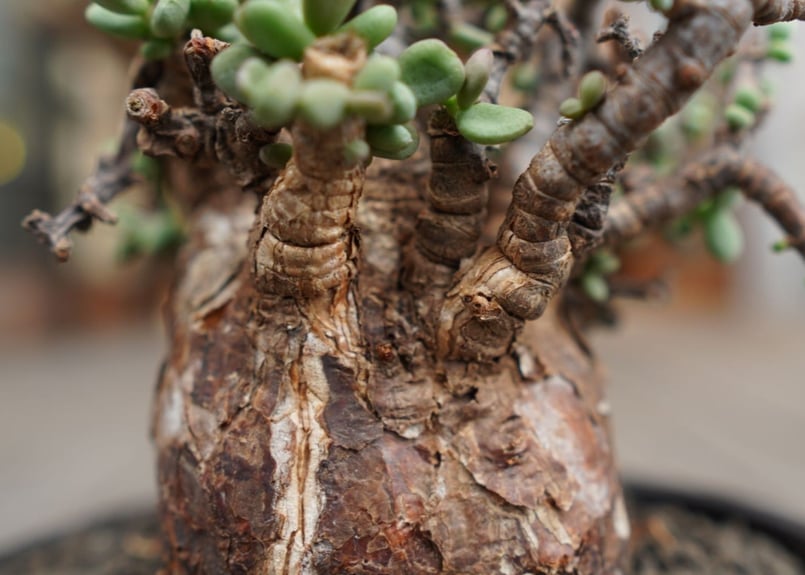 ケラリア ピグマエア Ceraria pygmaea | mana's green:塊根 ケラリア ピグマエア Ceraria pygmaea | mana's green:塊根