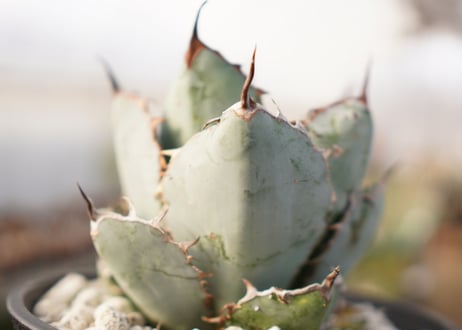Agave titanota 'black and blue'　子株付き　No.3