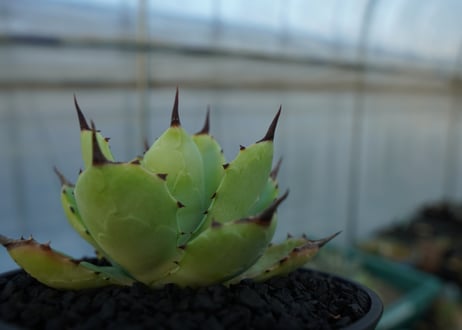 アガベ　マクロアカンサ×ポタトラム　 Agave macroacantha×potatorum