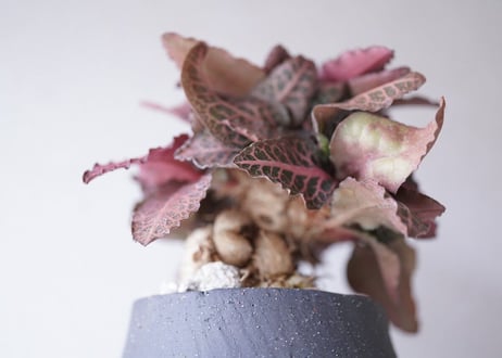 Euphorbia francoisii