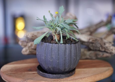Othonna sp.aff.halli×euphorbioides