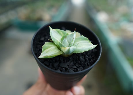 アガベ　王妃雷神錦　Agave　“Ohi Raijin Nishiki ”　No.2
