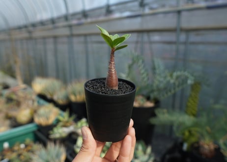 アデニウム　Adenium  No.1