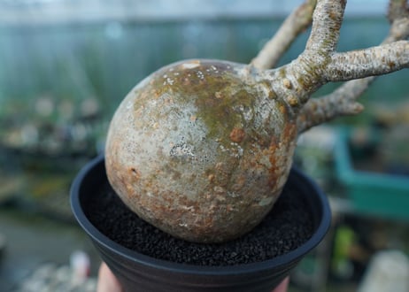 パキポディウム　グラキリス　 Pachypodium Gracilius  No.1