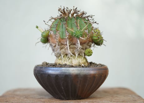 Euphorbia valida
