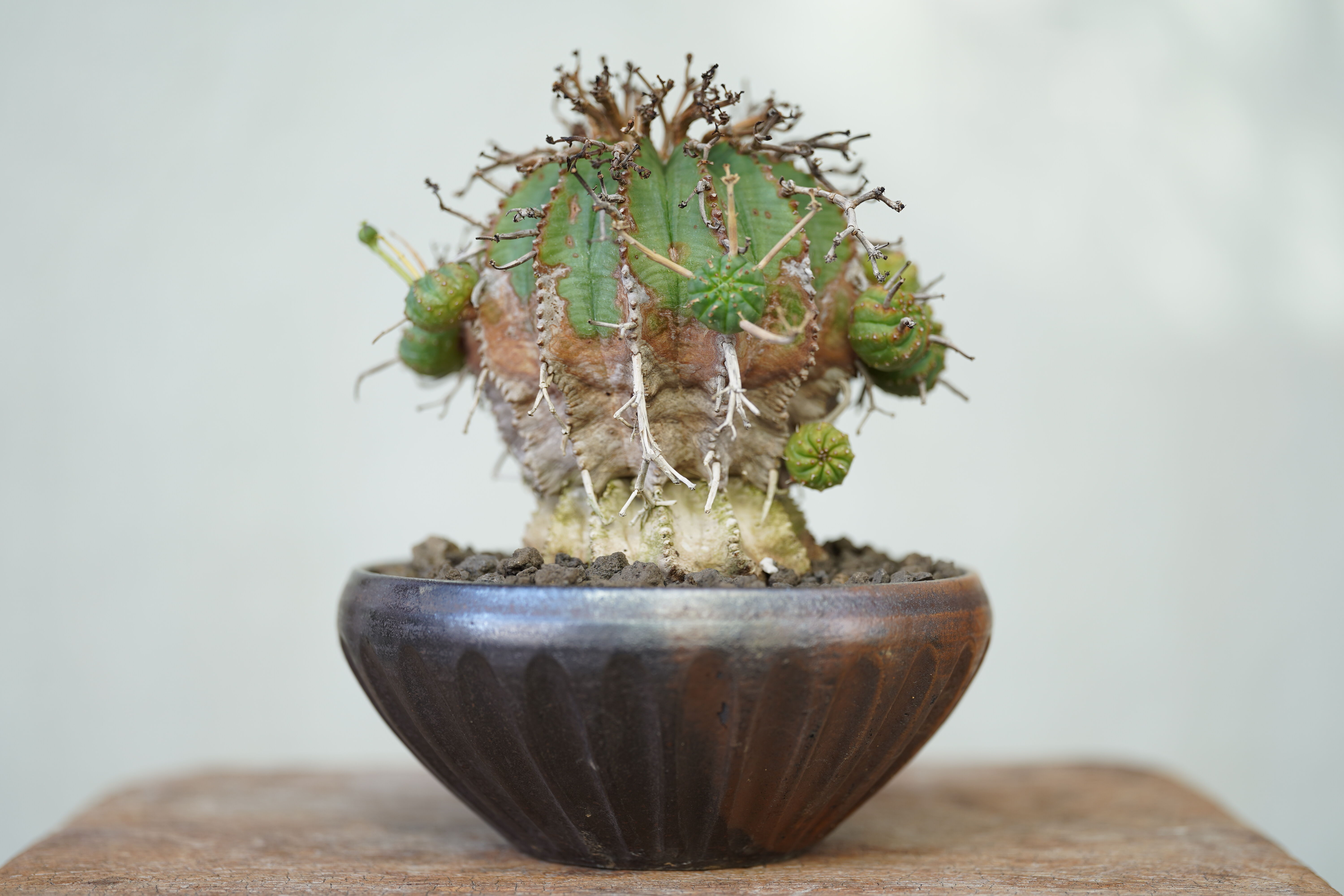 Euphorbia valida | mana's farm:塊根植物・アガベ・ドライガーデン