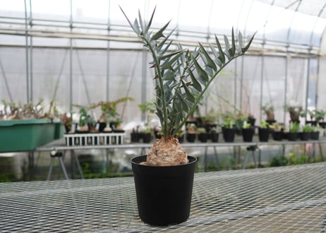 エンセファラルトス　 ホリダス　Encephalartos horridus　 NO.4