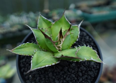 アガベ　チタノタ　Agave titanota　No.9