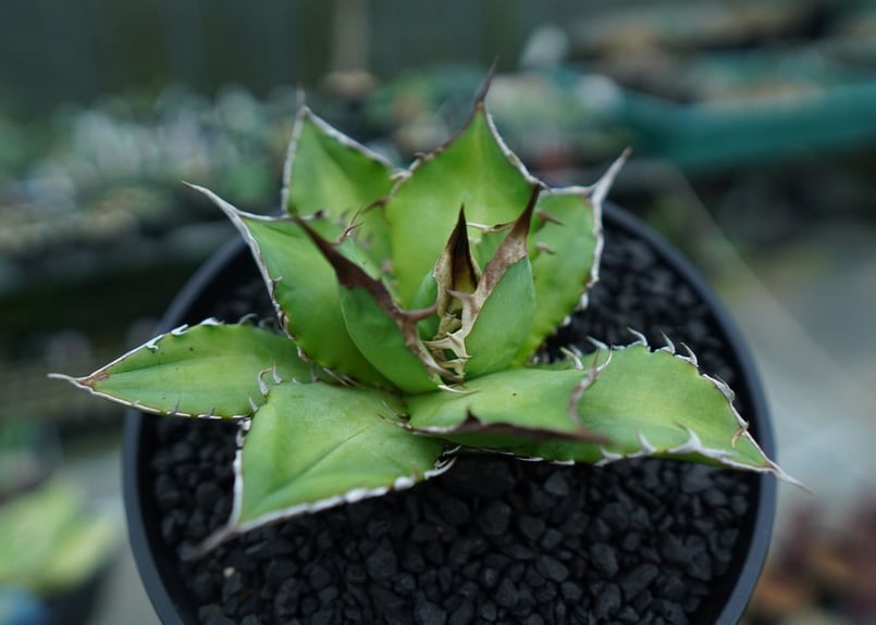 アガベ チタノタ Agave titanota No.9 | mana's farm:塊根植物