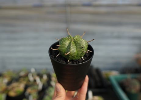 ユーフォルビア　スーパーバリダ　Euphorbia super valida