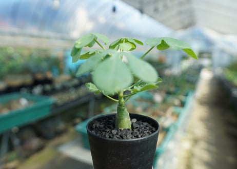 アデニア　グラウカ　Adenia Glauca　No.2