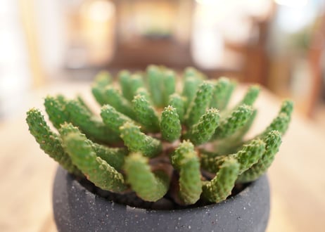 九頭竜 　Euphorbia inermis