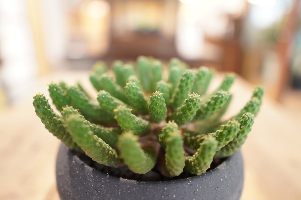 九頭竜 Euphorbia inermis | mana's farm:塊根植物・アガベ・ド